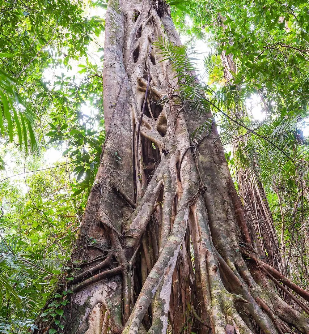 Villa Noah Creek Eco Huts Cape Tribulation